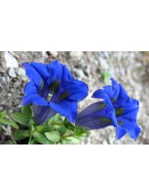 Art of Scent - Bergduft No. 2 'Blauer Enzian' Rollon (10 ML)