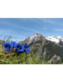 Art of Scent - Bergduft No. 2 'Blauer Enzian' Atomizer (50 ML)