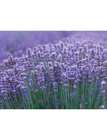 Soglio - Shower Bath 'Melissa & Lavender' (200 ML)