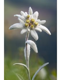 Art of Scent - Bergduft No. 1 'Edelweiss' Rollon (10 ML)