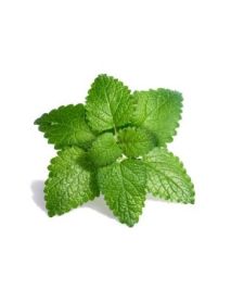 Arrow - Foot Lotion 'Lemon Balm' (65 ML)