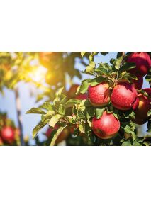Ramseier - Apple Cider 'Suure Moscht naturtrüeb' 4% Alcohol (6 x 500 ML)