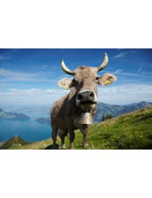 Trauffer - 'Swiss Red Cow' (large)