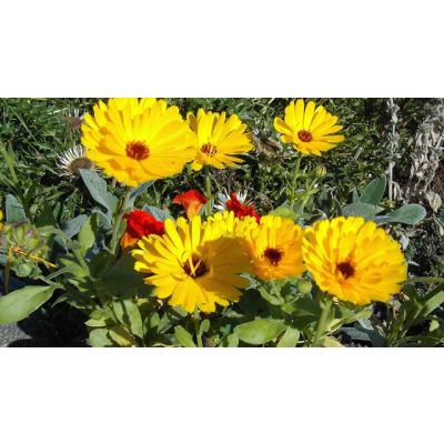 Soglio - Swiss Marigold Cream Hand Lotion (35 ML)