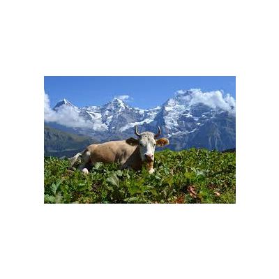 Trauffer - 'Holstein' Wooden Cow (large)