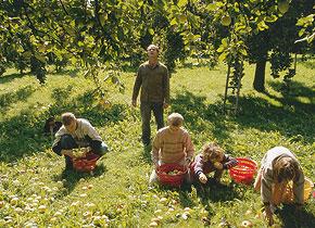 Möhl Apple Cider - All natural apple cider from Switzerland